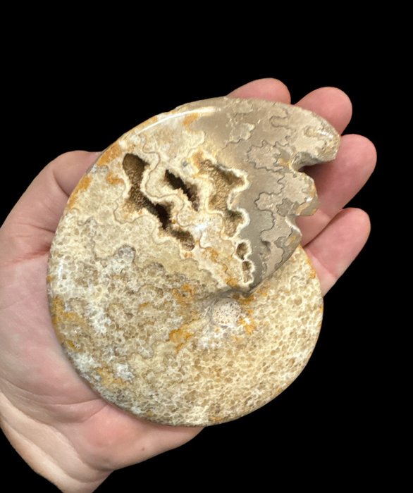 Ammonite fossilised animal for sale  