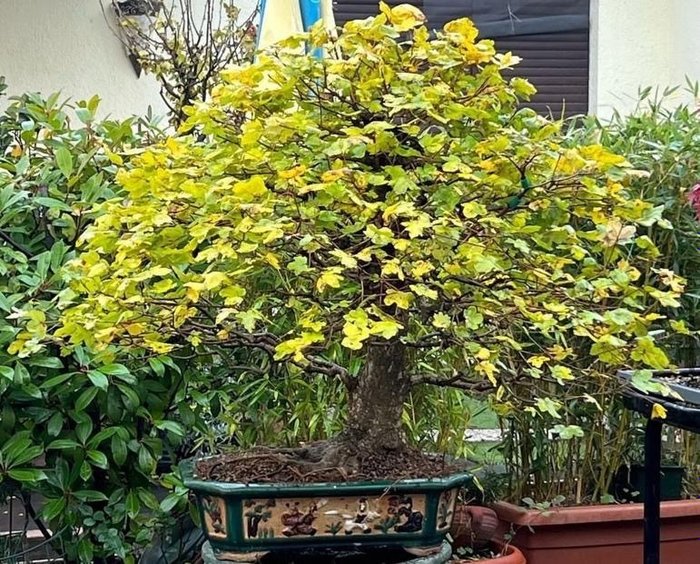 Field maple bonsai for sale  