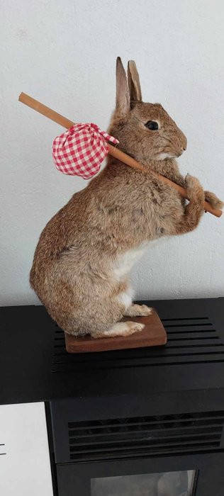 Rabbit taxidermy wall for sale  