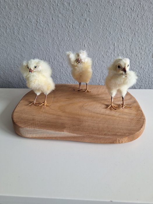 Chicken chicks hear for sale  