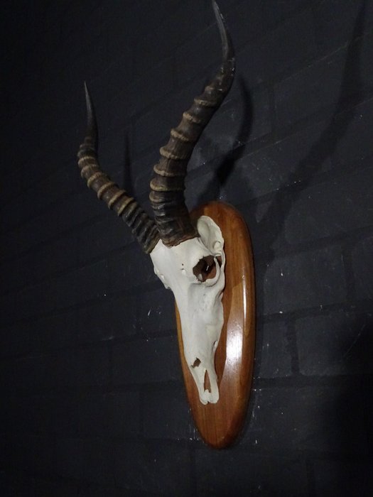 Blesbok skull damaliscus for sale  