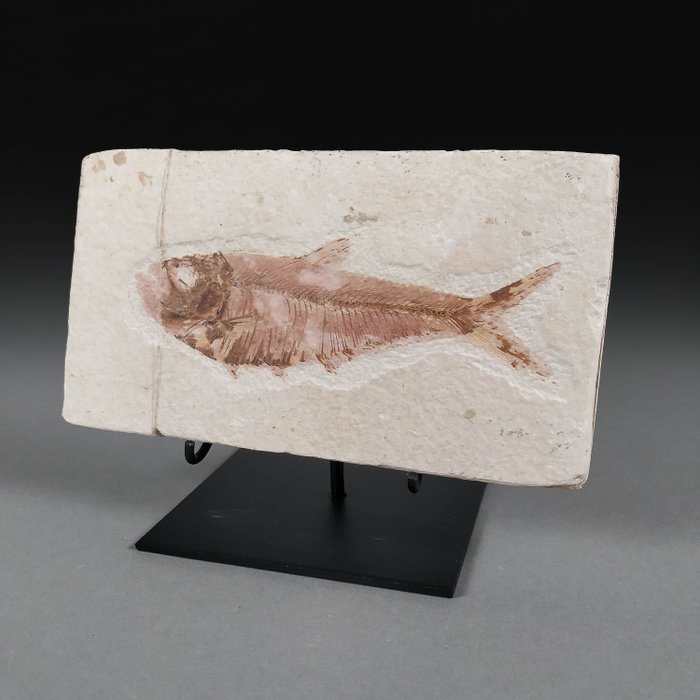 Herring like fossil for sale  