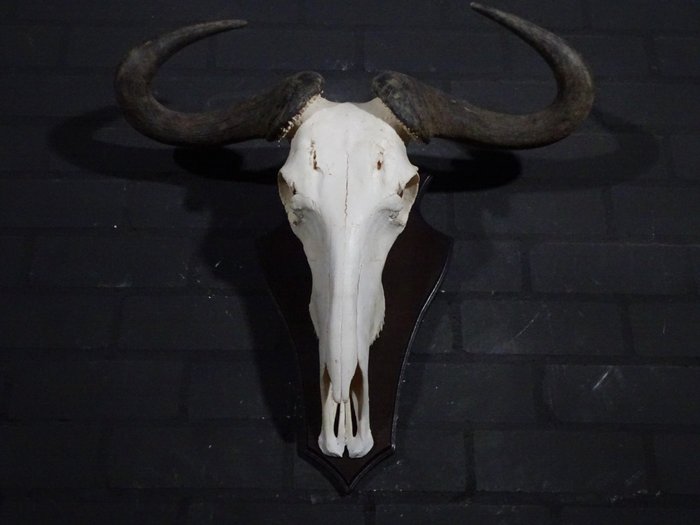 Blue wildebeest skull for sale  