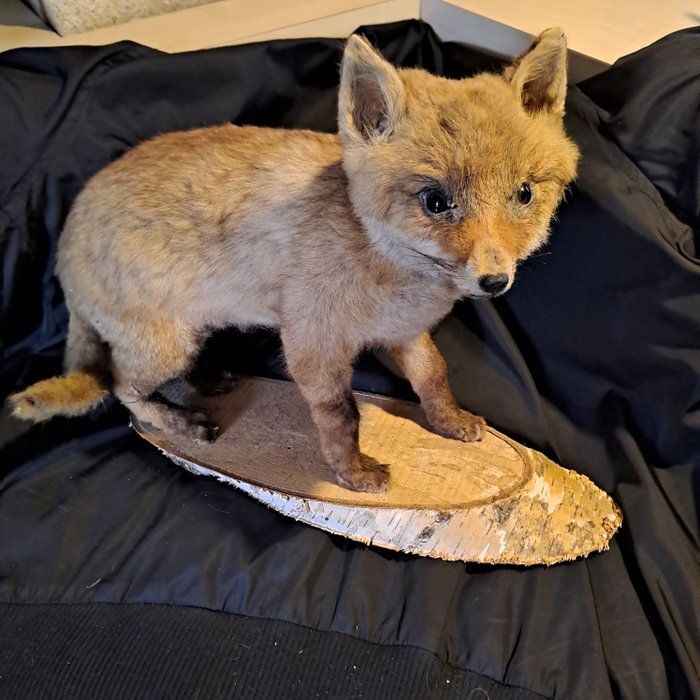Red fox taxidermy d'occasion  
