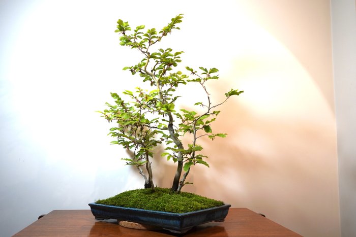 Beech bonsai height for sale  