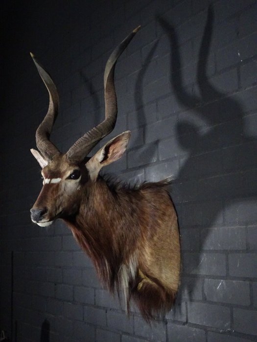 Nyala taxidermy wall for sale  