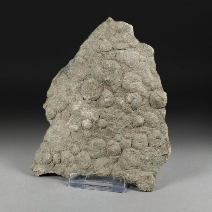 Enigmatic organism fossil for sale  