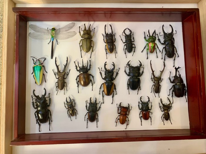 Insects taxidermy full for sale  