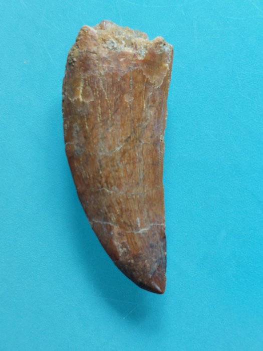 Dinosaur fossil tooth usato  