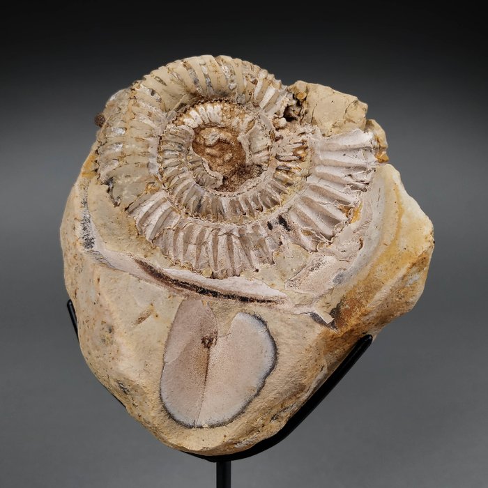 Fantastic ammonite septaria for sale  