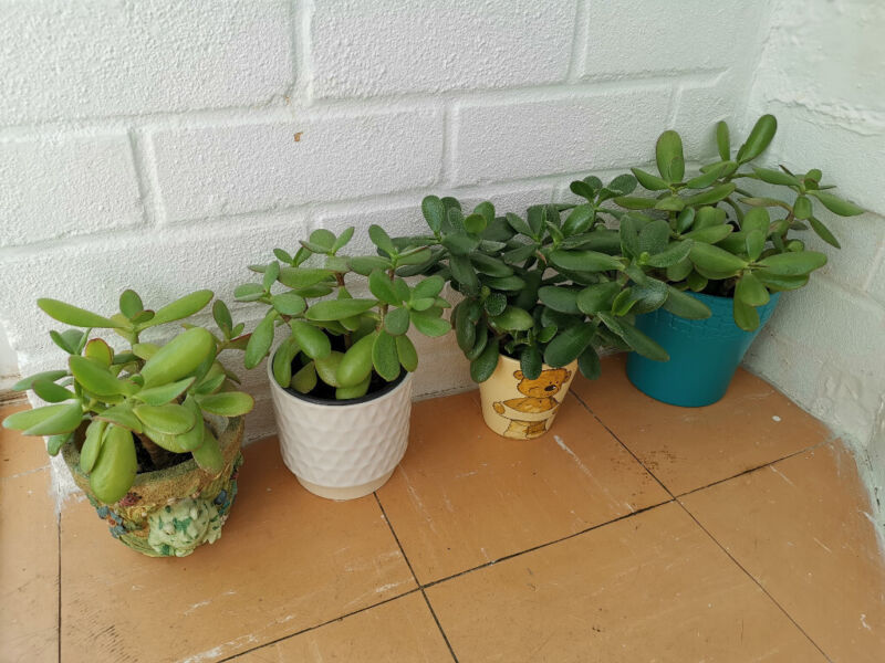 House Jade Money Lucky plant included Ceramic pot for sale  Bournemouth