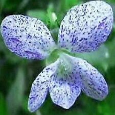 Usado, 30+ Sementes de flores perenes/resistentes a veados/resistentes comprar usado  Enviando para Brazil