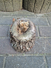 Skulptur wurzel stamm gebraucht kaufen  Werneuchen