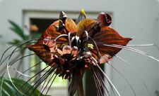 8000712 red tacca gebraucht kaufen  Reutlingen