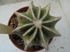 strombocactus for sale strombocactus for sale SAFFRON WALDEN
