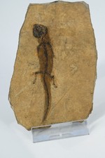 Salamandre fossile apateon d'occasion  Forcalquier