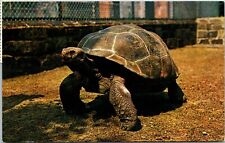 Giant tortoises philadelphia for sale  Shipping to Ireland