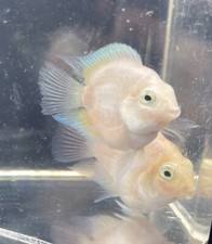 Platinum blue polar for sale  Port Neches