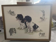 Beautiful springer spaniel for sale  LIVERPOOL