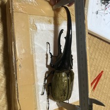 Usado, lindas dinastes hércules! 167mm comprar usado  Enviando para Brazil