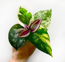 Variegated pothos vining for sale  MARKET HARBOROUGH