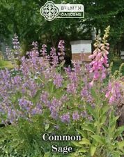 Common sage herb for sale  Sheridan