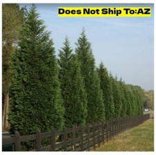 Leyland cypress tree for sale  Fort Mill