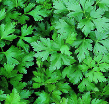 Parsley seeds 1000 for sale  Berwyn