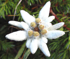 EDELWEISS Leontopodium Alpinum - 2.500 sementes a granel comprar usado  Enviando para Brazil