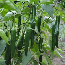 Serrano pepper seeds for sale  Hallandale