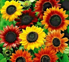 Seeds sunflower dwarf for sale Seeds sunflower dwarf for sale  READING