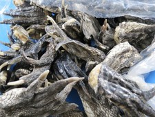 alligator feet for sale  Weirsdale