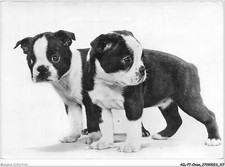 Ailp7 0671 chien d'occasion  France