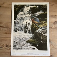 River jewel kingfisher for sale  GODALMING