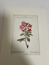 Antique botanical print for sale  PORTSMOUTH