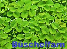 Büschelfarn schwimmpflanze aq gebraucht kaufen  Neustrelitz-Umland