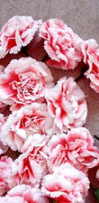 Forever flowerz majestic for sale  REDCAR