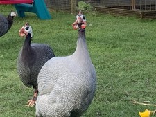 Guinea fowl eggs for sale  STROUD