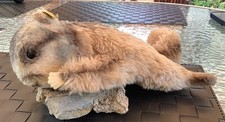 Steiff cosy murmel gebraucht kaufen  Mudau
