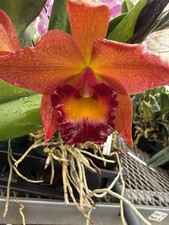 Orchid plants rlc for sale  Las Vegas