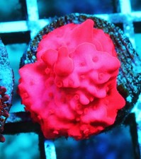Pink setosa montipora for sale  Thousand Oaks