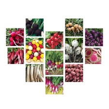 Radish seeds collection for sale  Deltona
