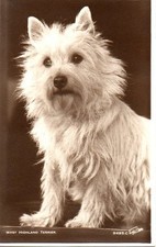 west highland terrier for sale west highland terrier for sale MATLOCK