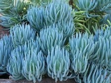 Blue chalk sticks for sale  San Carlos