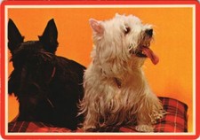 Cpa westie dog d'occasion  Expédié en France