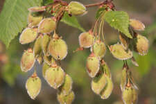 Flatterulme ulmus laevis gebraucht kaufen  Tauberbischofsheim