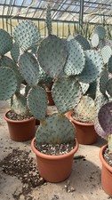 Opuntia santa rita usato  Pontinia