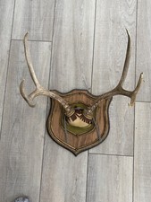 3x3 mule deer for sale  Rice