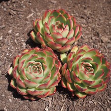 Trio echeveria pulidonis for sale  San Francisco