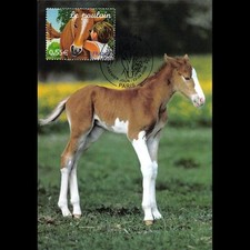 Cef animaux domestiques d'occasion  Crécy-la-Chapelle
